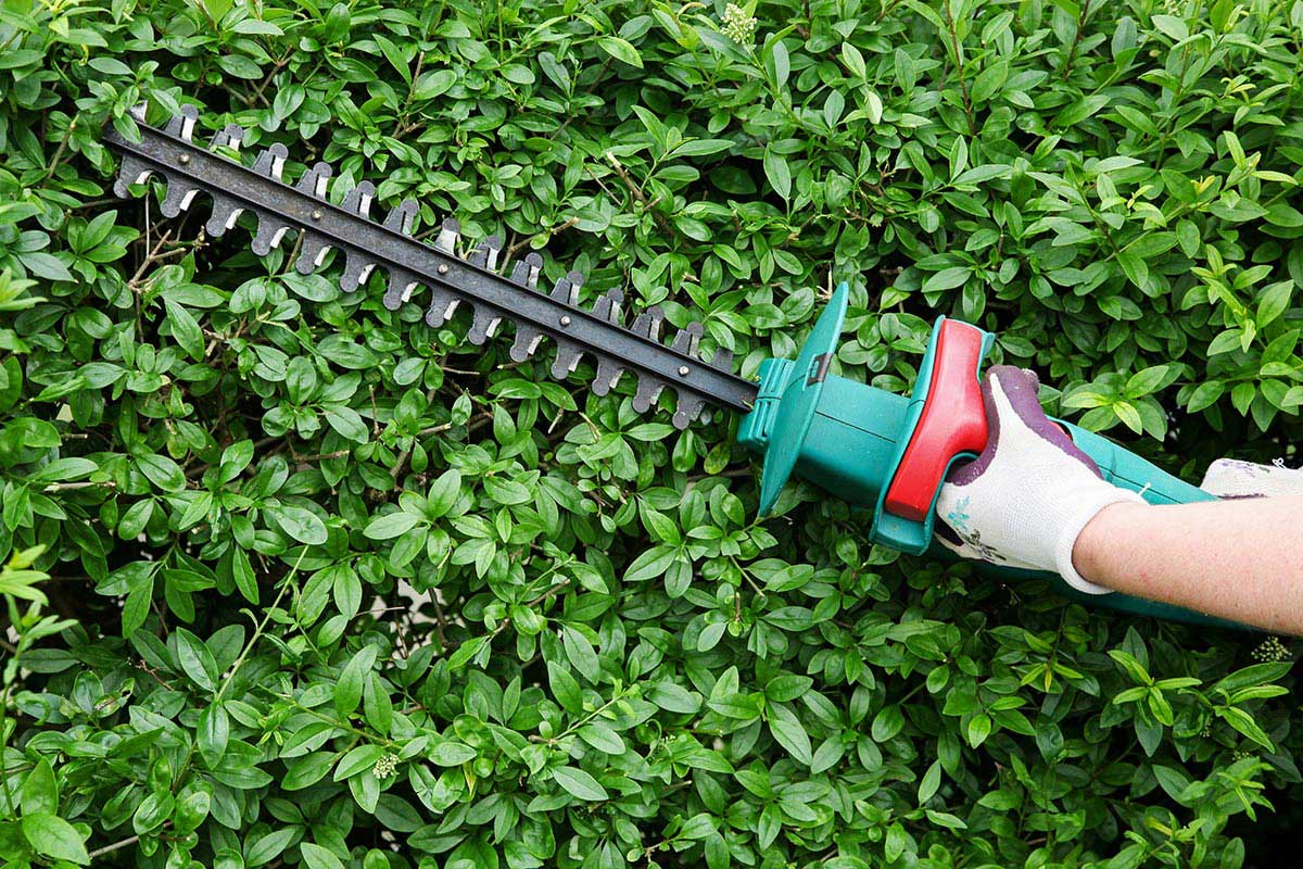 Best Electric Hedge Trimmer in 2021 LifeRejoice